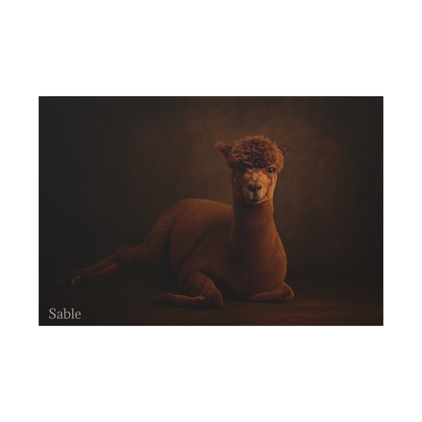 Alpaca Portrait Matte Canvas